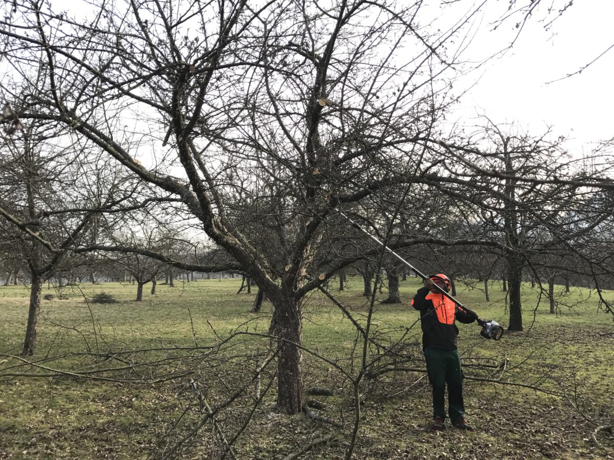 Landschaftspflege Hörz Baumschnitt mit Hochentaster